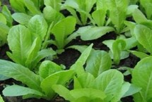 小白菜的种植方法 一年四季均可种植
