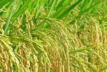 浙优817水稻种简介 秧田亩播种量10千克