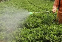 花生微肥施用技术 不同肥料的施用方式不同