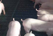 怎么挑选猪苗 这12点须掌握