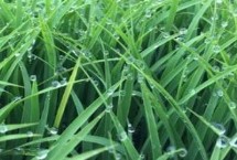 民升优2349水稻种子特征特性 秧田亩播种量8－10千克
