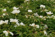 油用牡丹种植技术 结籽前最主要的工作是田间除草