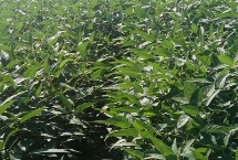 蒙豆53大豆种子简介 生育期114天
