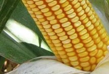 益农玉379玉米种子特点 普通玉米品种