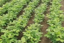 河南郑州种植什么农作物 适合种植棉花、烟叶、小麦、花生等