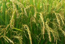 昱香两优馥香占水稻种简介 6月中旬播种
