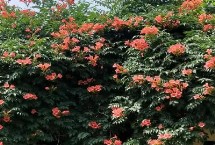 凌霄花的种植条件 在春秋季及时防治蚜虫