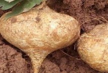 凉薯是什么植物 是草质缠绕藤本植物