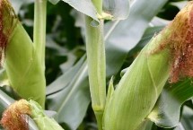 鑫瑞37玉米种子简介 夏播生育期105天