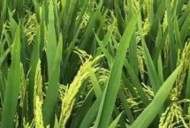 水稻贪青晚熟的预防措施 应注意种植密度和合理施肥等