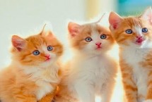 猫瘟的症状 主要表现为突发高热、顽固性呕吐等