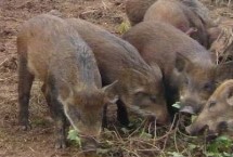山猪吃什么 一般是吃野草、野菜、野果等