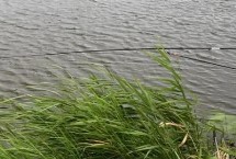野钓如果水底有水草怎么办 适当减轻铅皮、饵料的重量