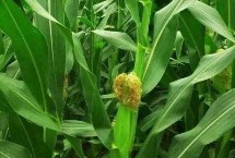 丰垦599玉米品种简介 高抗茎腐病
