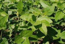 神州豆3号大豆种子特点 一般6月上中旬播种
