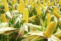 欣隆Y183玉米种子特点 中抗茎腐病