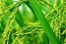 兴两优3088水稻种子特点 晚造全生育期110～112天