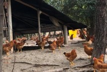 一亩地能养多少鸡 承载量和鸡的品种有关