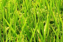 秀优1125水稻种子介绍 秧田亩播种量15公斤