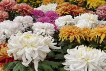 菊花开放时间 通常为9-11月份