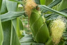 苏玉糯602玉米种子简介 中抗小斑病