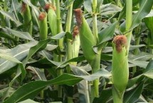 晋农玉39玉米种子特点 适宜播期4月下旬至5月上旬