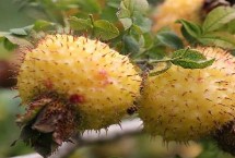 刺梨的种植技术 繁殖方法主要有播种和扦插两种