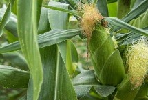 顶立1号玉米品种简介 注意防治病虫害
