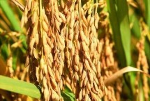永芳优517水稻种子介绍 每亩有效穗数16.9万穗