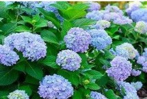 绣球花的种植方法 生长期间半个月要追肥一次