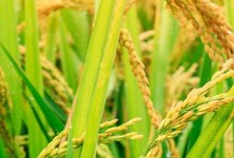 岫粳糯6号水稻种子介绍 每亩栽插2.2万～2.5万丛