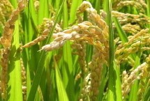 臻两优8612水稻品种的特性 每亩插足基本苗6万以上