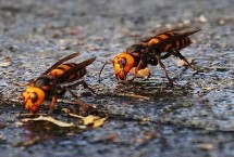 胡蜂的种类 常见品种为金环胡蜂、黑尾胡蜂、黄腰胡蜂等