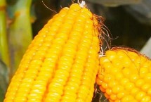 延科10号玉米种子介绍 适宜播种期4月中下旬