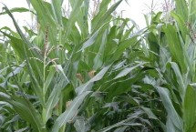 博泰112玉米种子特点 高抗茎腐病