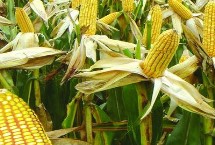 ND818玉米种简介 放赤眼蜂防治玉米螟虫