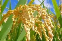 泸香优219水稻种子特征特性 全生育期155.5天