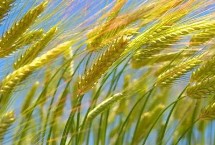 巴麦22号小麦品种的特性 平均生育期92天
