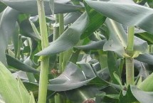 DH918玉米种子特征特性 中抗穗腐病
