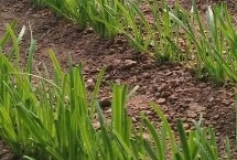 半阴半阳适合种什么蔬菜 可以种韭菜、空心菜、蚕豆和花生等