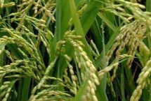 连粳17号水稻种子特征特性 每亩2.2万穴左右