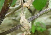 茄子菌核病 整个生育期内都有发病可能性