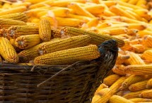 黔糯268玉米种子介绍 特别是草地贪夜蛾的防治