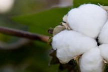 运H171棉花种简介 转基因抗虫棉常规品种