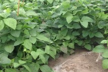 吉育627大豆种简介 中熟品种