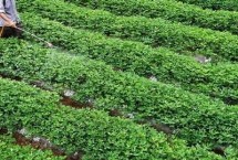 连作花生怎么防治病虫害 播种时可用药剂拌种