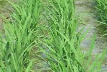 隆锋优3228水稻种子介绍 湘北6月13-15日播种