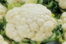 有机菜花怎么种植 收获主球前要打去侧枝