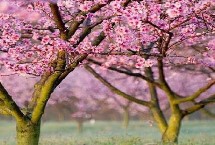桃树春天管理技术 早春花期和幼果期需特别注意天气预报