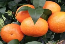 广西橘子的品种 常见的有沃柑、夏橙、砂糖橘等